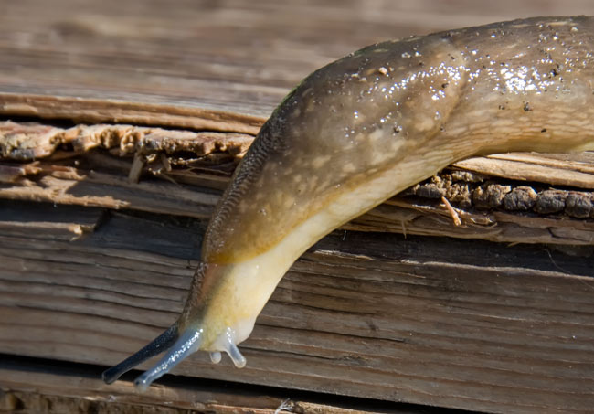 slug