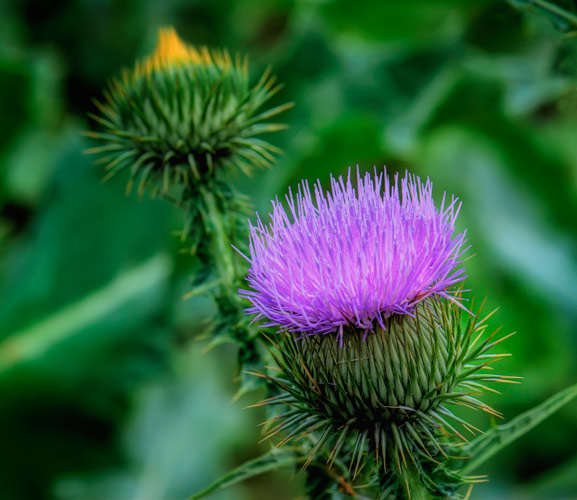 thistle-two