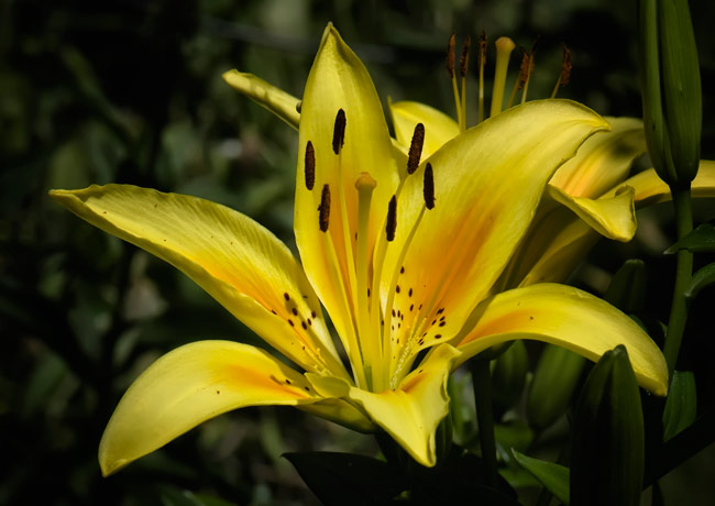 yellow-lily