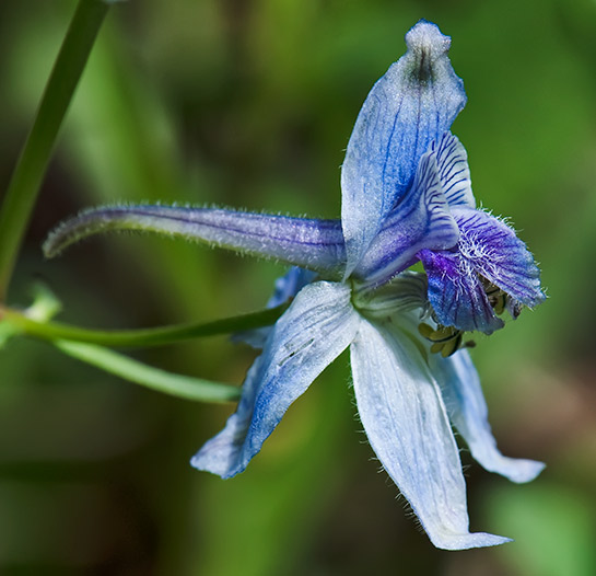 blue-larkspur