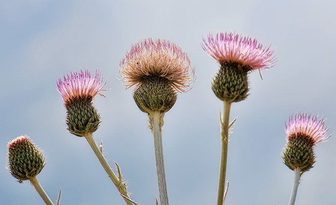 five thistle