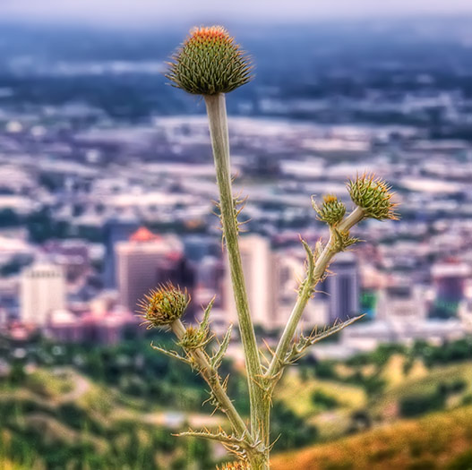 thistle-view