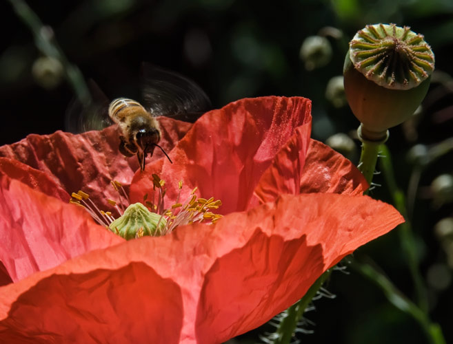 whirly-poppy