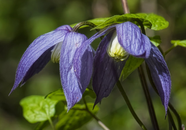 western-clematis