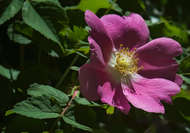 white-fir-rose