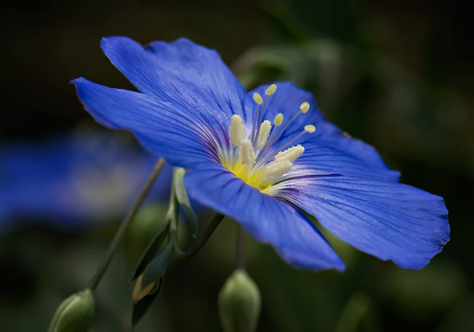 blue-flax