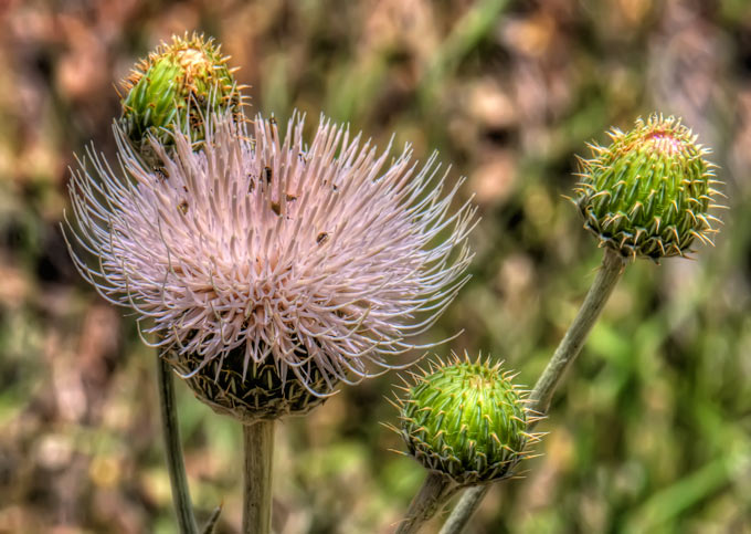 four-thistle