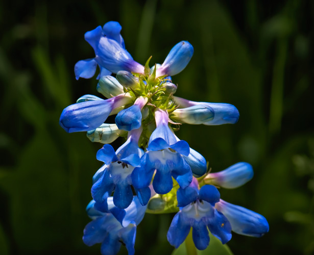 penstemon