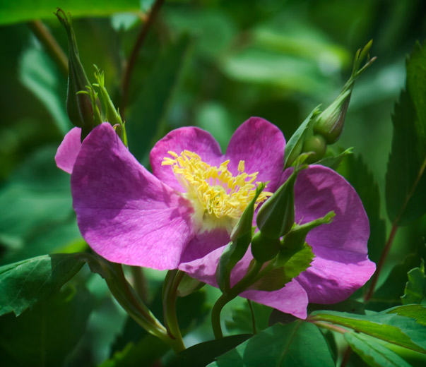 wild-rose