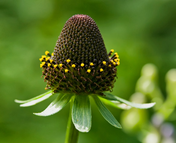 cone-flower