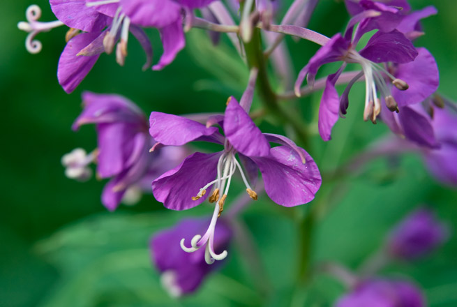 fireweed