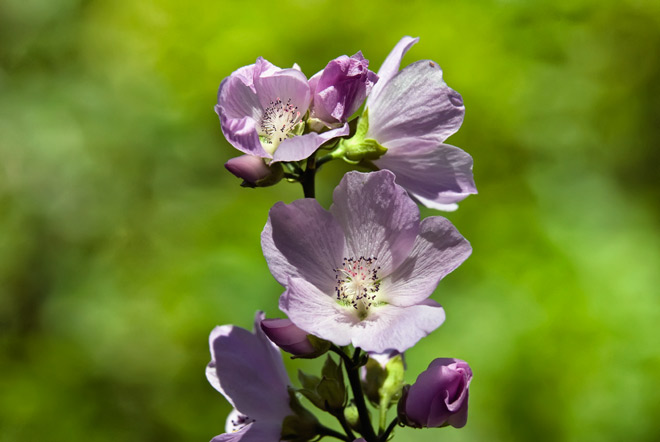 hollyhock