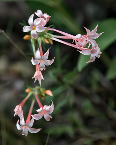 speckled-gilia