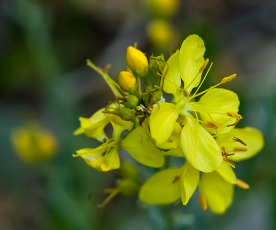 stonecrop