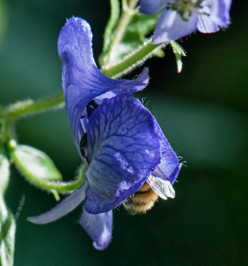 beebutt-monkshood