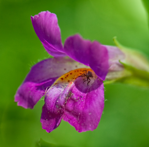 monkeyflower-bug