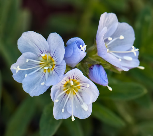 pretty-jacobs-ladder