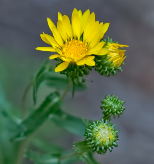 curley-gumweed