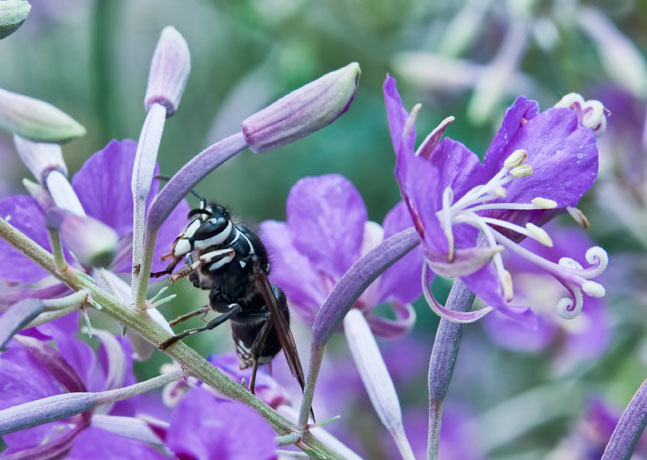 fireweed-hornet