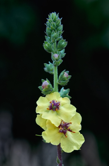 mullein