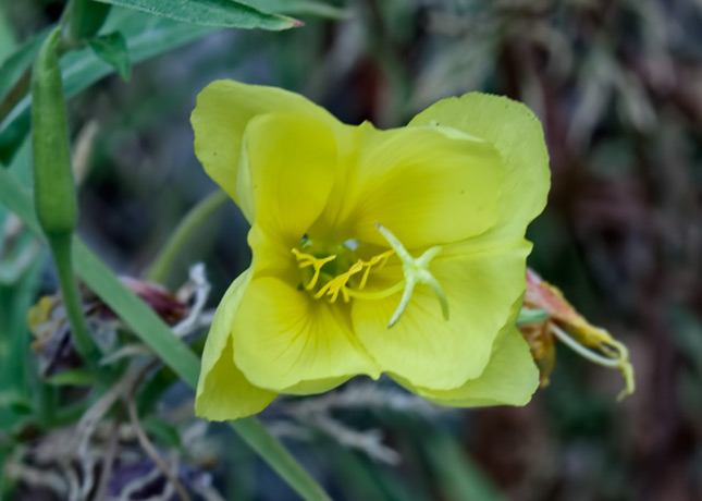 yellow-primrose