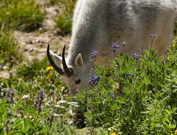 grazing