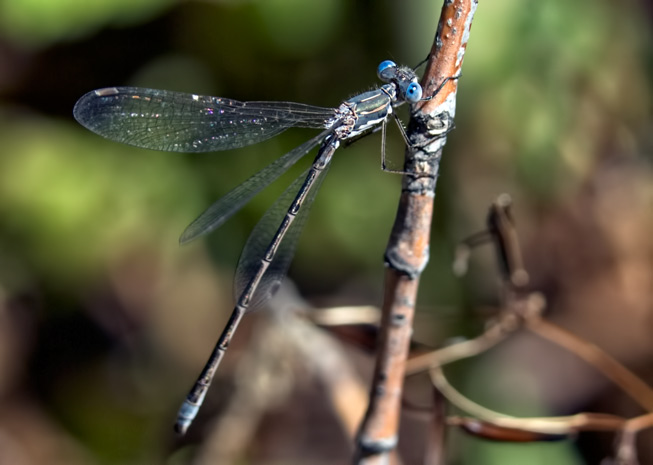 blu-damsel-wag