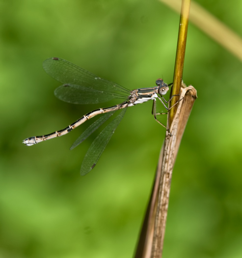 crooked-damsel