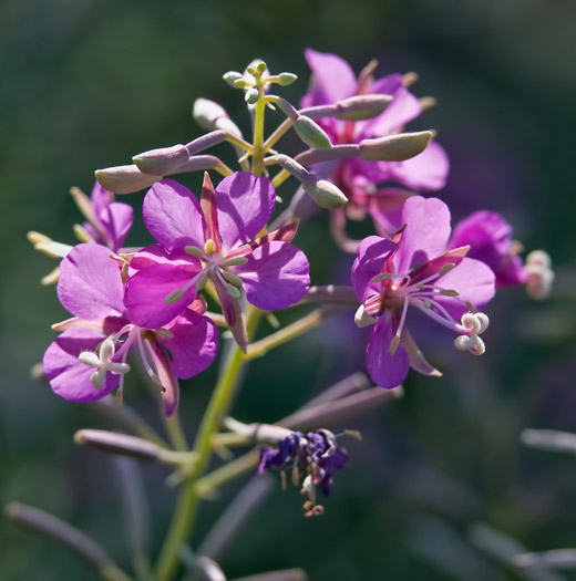 fireweed