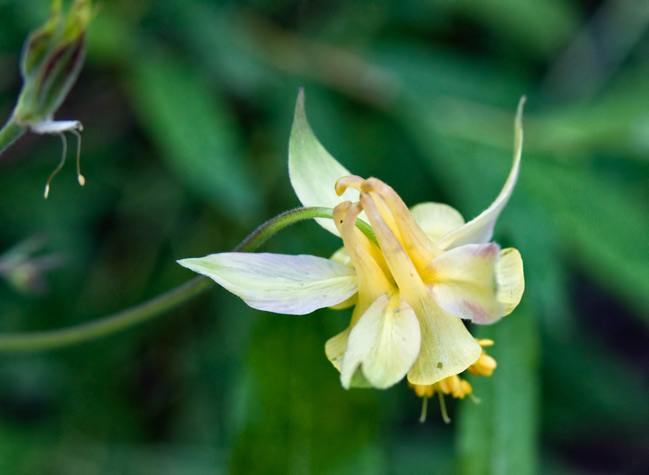 alta-columbine