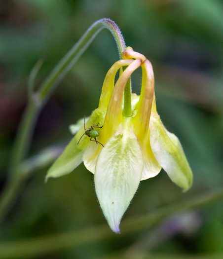 little-yellow-columbug