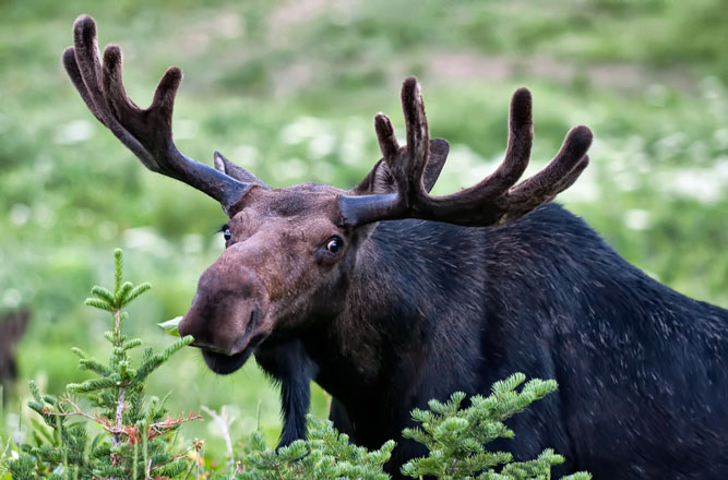 moose-one