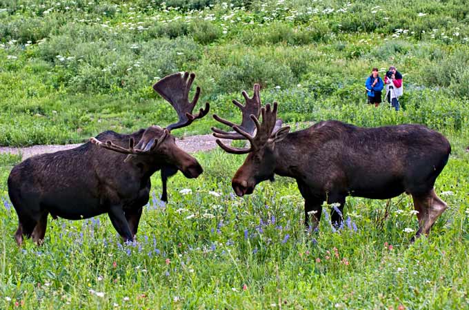 shutterbuggin-moose