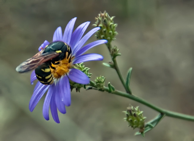 aster-bee
