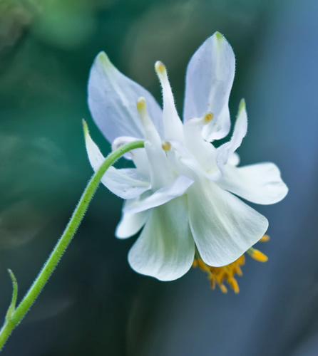 boxelder-columbine