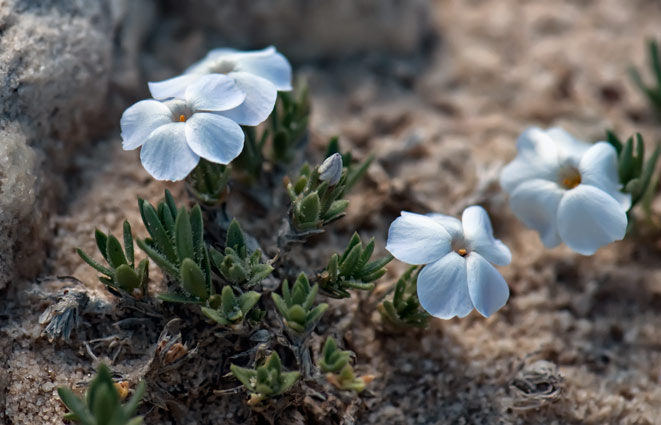 alpine-phlox