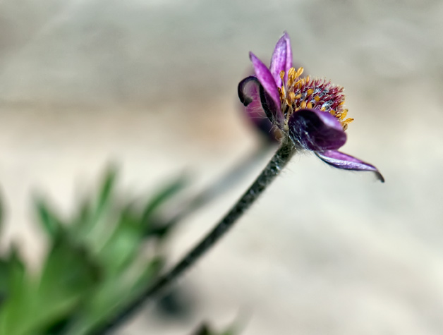 anemone