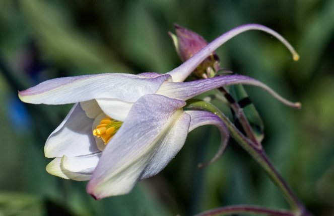 brighton-columbine