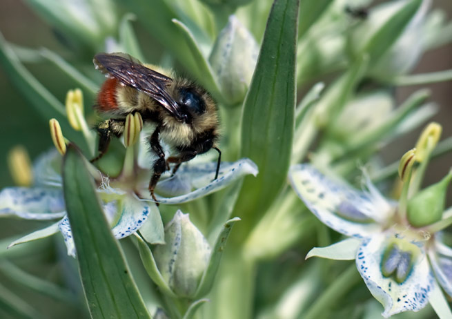 monument-bee-one