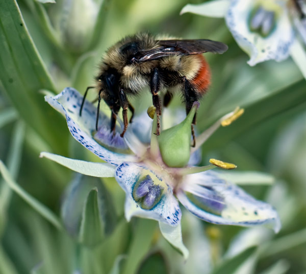 monument-bee-two