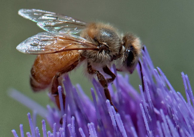pollinate