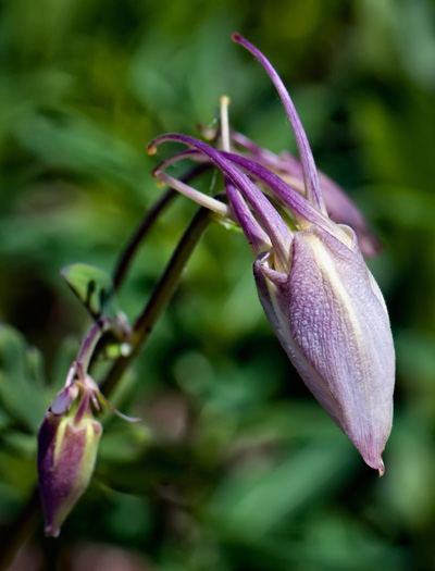 purple=columbine