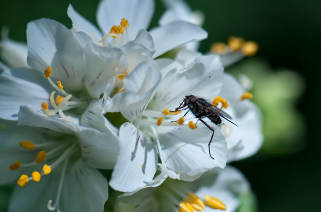 fly-ladder