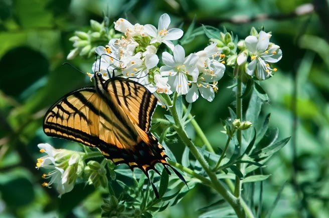 swallowtail