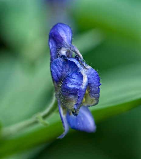 monkshood