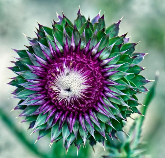 thistle-face