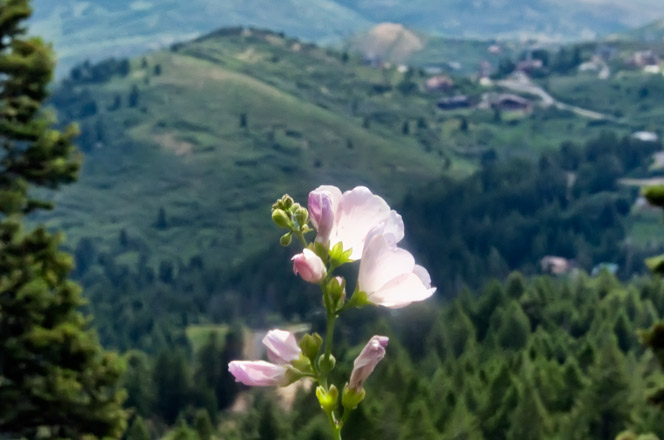 wild-hollyhock