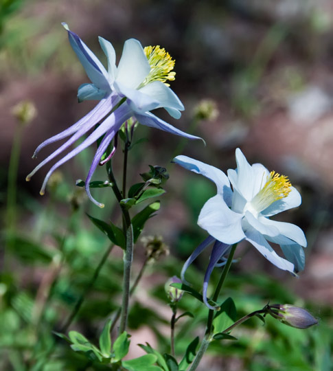 blue-deso-columbines