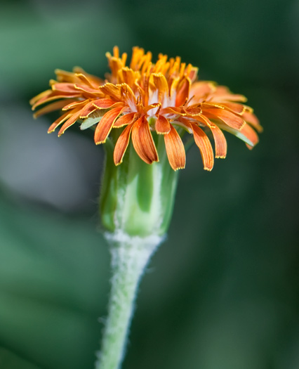 ornge-mtn-dandelion