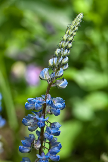 silver-lupine